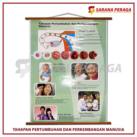 Jual Saranaperaga Carta Poster Gambar Tahapan Pertumbuhan Dan