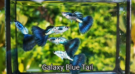 Galaxy Blue Tail Guppy Fish Pair Al Aquarium