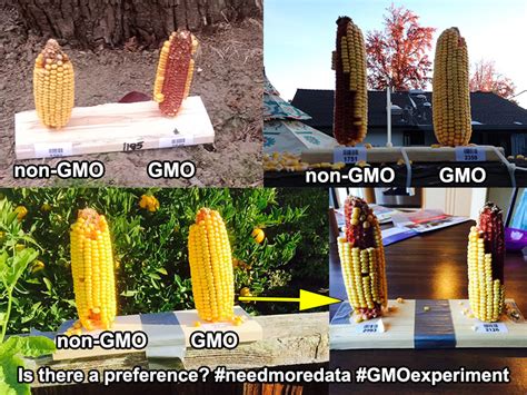 Gmo Corn Experiment Ends June 27 Biology Fortified Inc