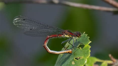 Nymphe Au Corps De Feu Pyrrhosoma Nymphula Luc Claes Flickr