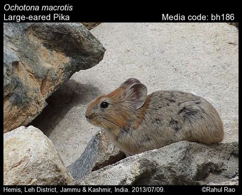 Ochotona Macrotis Günther 1875 Large Eared Pika Mammals