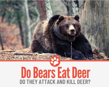 Do Bears Eat Deer? Will They Attack and Kill Deer?
