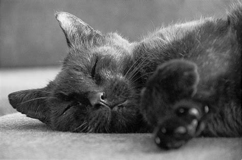 little King Foto & Bild | tiere, haustiere, katzen Bilder auf fotocommunity