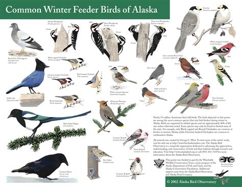 Bird Feeding In Alaska