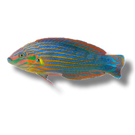 Rainbow Wrasse