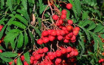 Sorbus aucuparia Asplenifolia rowan trees for sale