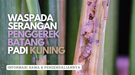 PENGENDALIAN HAMA PENGGEREK BATANG PADI KUNING Syngenta