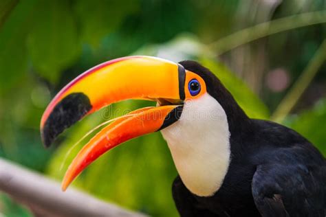 Uccelli Tropicali Toucan Nell Ambiente Naturale Della Fauna Selvatica