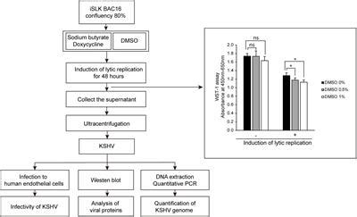 Frontiers Dimethyl Sulfoxide Enhances Kaposis Sarcoma Associated