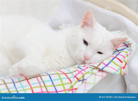 White cat sleeping. stock photo. Image of funny, furniture - 41174798