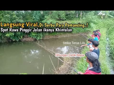 Langsung Viral Dari Pemancing Spot Mancing Di Rawa Ini Yang Di Huni