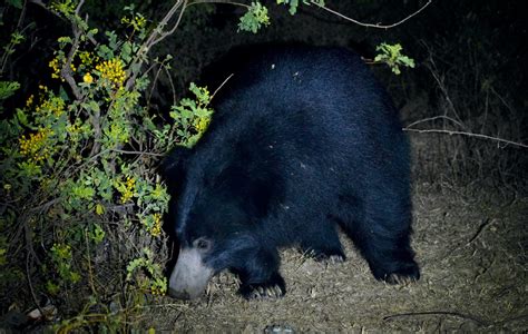 Raiders of the Anthill: Sloth Bears of Kumbhalgarh | RoundGlass | Sustain