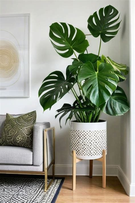 12 Best Indoor Corner Plants Living Room Plants Inside House Plants