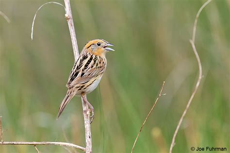 Lecontes Sparrow Joe Fuhrman Photography