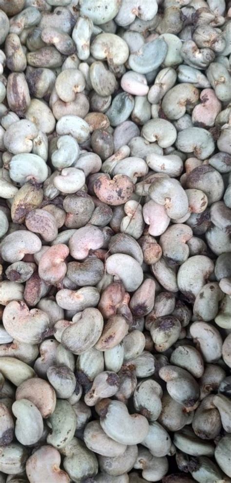 Whole Raw Cashew Nuts Benin Origin 2022 Crop Packaging Type Sacks