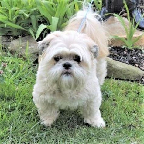 Shih Tzu Rescue Dog For Adoption In Franklin Tennessee Suzie Foster