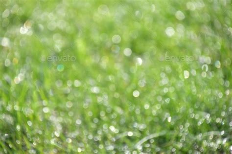 Green Grass Wet With Early Morning Dew Shining In Sunlight Abstract