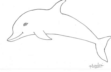 Bottlenose Dolphin Sketch at PaintingValley.com | Explore collection of ...