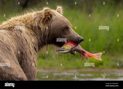 Brown Bear Fishing For Salmon In Katmai Alaksa Stock Photo Alamy