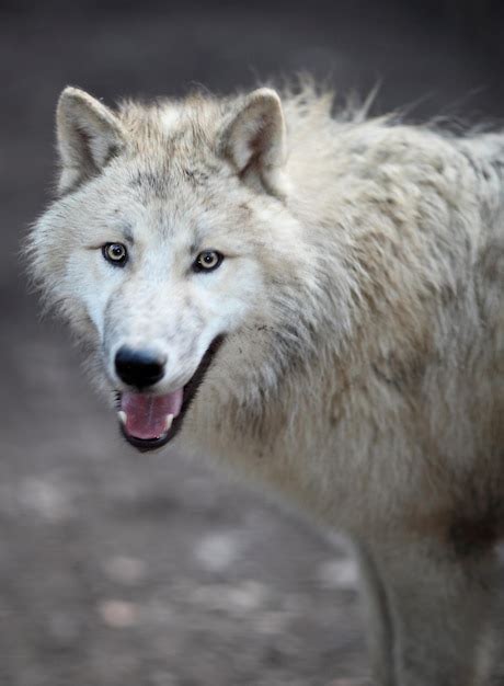 Lobo Rtico Canis Lupus Arctos Tambi N Conocido Como Lobo Polar O Lobo