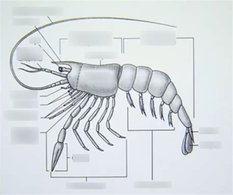 10 Crustaceans Diagram Quizlet