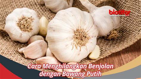 Cara Menghilangkan Benjolan Dengan Bawang Putih Biotifor