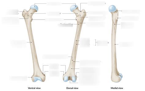 Schaubild Femur Quizlet