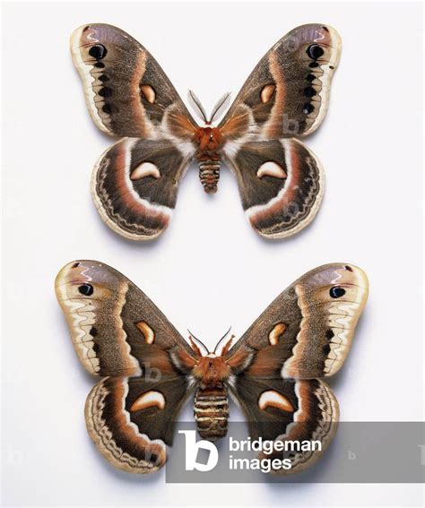 Image Of Cecropia Moth Robin Moth Hyalophora Cecropia Male And