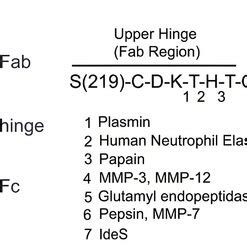 Human Igg Cleavage Regions Of Different Proteases Papain