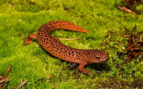 Fungal Disease Poses Looming Threat to Salamanders | Sierra Club