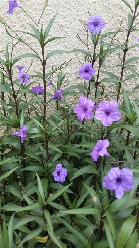 Petunia mexicana desde Avenida Universidad s n Anáhuac 66450 San