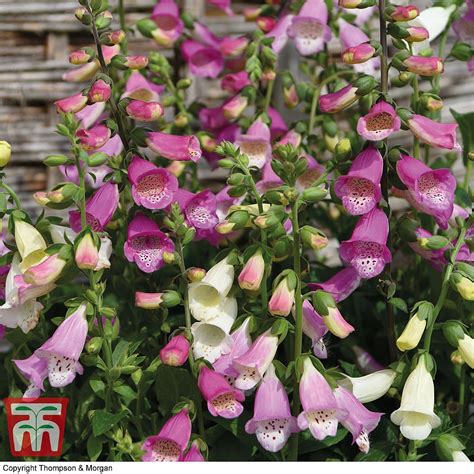 Foxglove Knee High Mixed Plug Plants Thompson And Morgan