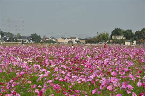 ・埼玉県吉見町のコスモスが見事でした 霊園とお墓のはなし