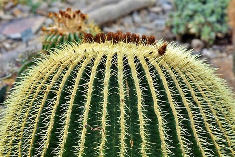 10 Free Теща Cactus Images Pixabay