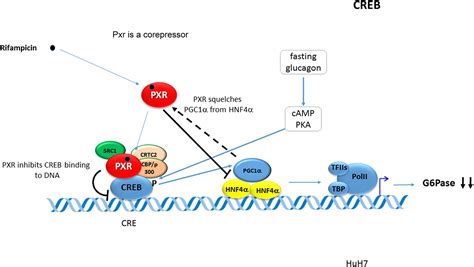 Frontiers Pregnane X Receptor PXR Mediated Gene Repression And