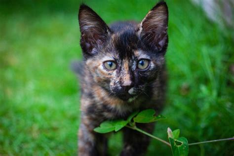 La Regla De Los Tres Colores De Los Gatos Yo Animal