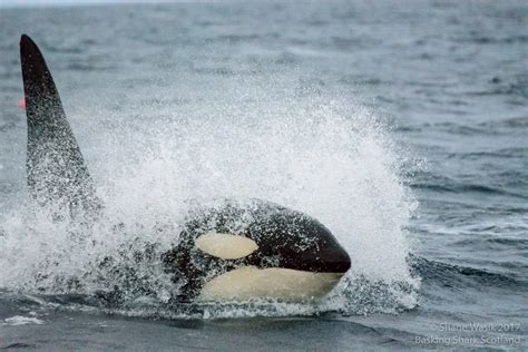 Basking Shark Scotland | Explore Oban