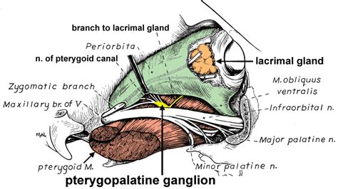 Ganglion Pterygopalatinum