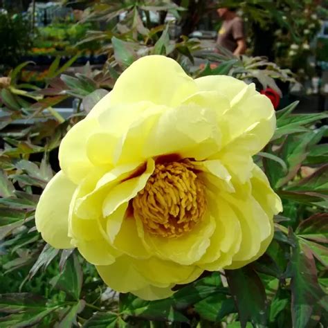 Strauch Pfingstrose High Noon Paeonia Suffruticosa High Noon