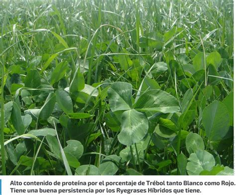 Semillas Para Forrajes Pastos Tetrablend Prote Clima Frío Envío gratis