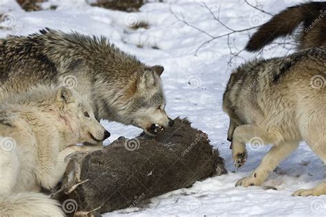 Wolf pack behavior stock photo. Image of grey, wolf, wolves - 13230322