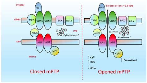 Schematic Representation Of The Junction Of MPTP At Both Opened And