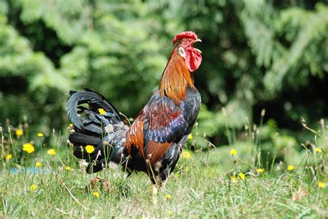 Red Leghorn Rooster Oregon Department Of Agriculture Flickr