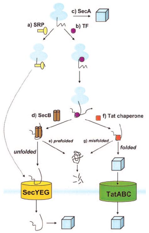 Quality Control Of A Nascent Polypeptide During Its Voyage To The