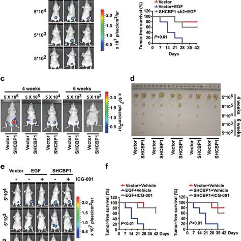 SHCBP1 Mediated Cellular Stemness Promotes Malignant Phenotype Of NSCLC