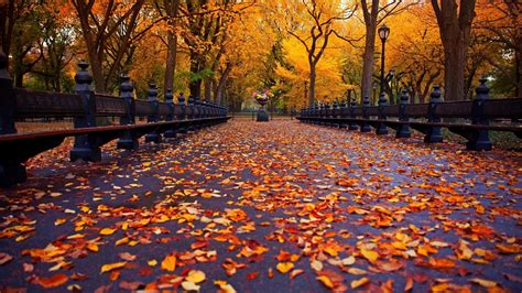 🔥 [42+] Autumn Leaves HD Wallpapers | WallpaperSafari