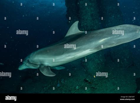 Dolphin Swimming In The Red Sea Eilat Israel Stock Photo Alamy