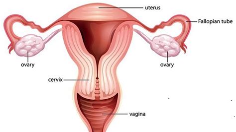 Human Reproductive System Class Six Science Primary School Esoma Ke