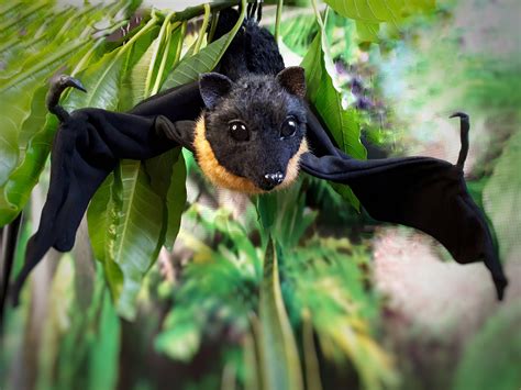 Bat Toy Bat Realistic Stuffed Animals Ooak Toysmade To Etsy