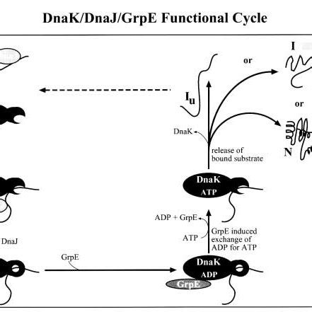 The Hsp System Functional Cycle The Different Features Of The Cycle